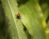 “Transmissible to humans”: watch out for the tick virus. How to take it