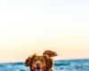 The Municipality of Ancona will equip a stretch of beach dedicated to dogs in Torrette
