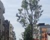 New trees planted in via Manzoni, piazza Zanardelli and via Matera