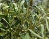 Olive tree productivity and oil yield explained by soil fertility parameters