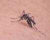 Outbreak of tiger mosquito near the cemetery of Alessandria, the Municipality orders disinfestation