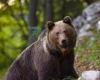 Death of bear F36, the Province sent the autopsy of another animal to the Council of State: «Error in good faith»