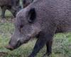Swine fever: new ordinance in Lombardy to strengthen wild boar depopulation activities
