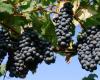 Wine. In Emilia-Romagna, tenders for 7.2 million euros are open for promotion in non-EU countries