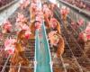 Avian flu, Slow Food says industrial farms are dangerous: “risk multipliers”