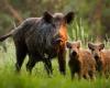 Swine fever: ordinance for wild boar depopulation in Lombardy – News