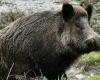 Wild boar emergency in Calabria. Coldiretti will protest on June 18, meanwhile the regional council takes action – Radio Digiesse