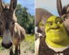 The donkey Perry who inspired Donkey from “Shrek” turns 30 and receives a very special gift