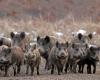 Wild boar emergency, Coldiretti Molise rejects the regional government – Amolivenews