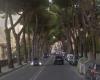 Carrara, Lipu: «Pines in cities and along roads have always been there, since historical times»