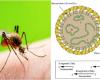 Oropouche fever: symptoms, what it is and how it is transmitted. First case in Veneto, WHO: «Arbovirus more widespread»