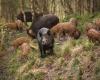 Coldiretti Piedmont: wild boars – immediately activate all measures to support pig businesses