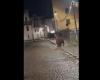 Trento, the bear wanders around Malè after the school party – Video
