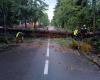 Trees felled and underpasses closed in Gallarate. “Thanks to those who worked to contain the inconvenience”