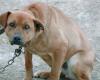Animal rights activists to the Regions: “Immediately an ordinance against chained dogs to save them from heat and fires”
