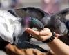 Salerno like Venice: no food for pigeons, the rules of the urban police plan