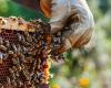 Serious crisis in the beekeeping sector. Lucanian beekeepers ask for support and protection from the Basilicata Region – Ondanews.it