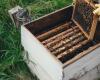 The Tuscany Region in support of beekeepers, tenders for over 1 million euros