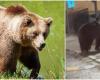 Two bears spotted in Val di Sole in a few days. The Municipality of Malè wants “urgent interventions”