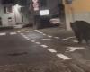 The video of the bear walking through the streets of Malè in Trentino worries the administration: “It’s a danger”