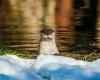 The otter in Italy: the “queen of rivers” reigns