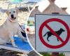 Does Catanzaro prohibit dogs on the beach? The ordinance of controversy