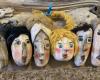 In Cagliari, puppets and marionettes on stage for the little ones – News