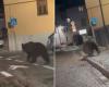 Disoriented bear in the town of Val di Sole (is it really a danger?)