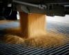 U.S. farmers shun buyers and hold on to unsold corn as prices plummet