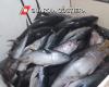 Palermo, illegally seized bluefin tuna: fines of 80 thousand euros