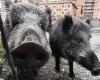 Liguria besieged by wild boars, Genoa the province with the highest number of swine fever cases