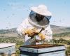 CIA – Italian Farmers – Cia Basilicata: crisis table requested by Lucanian beekeepers’ association