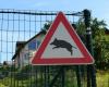 Accidents caused by animals, 14 serious episodes in Liguria in one year