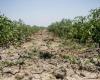 World Day against Desertification, Coldiretti’s alarm: «57% of the territory in Puglia is at risk of drought»