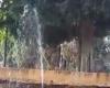 Andria, vandals in action in the municipal park: the sprinklers damaged