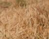 Confagri Foggia: cereals, compensation fund needed for drought damage – VDA News