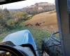 Wild boars, Coldiretti: “The situation is out of control in the Marche region”