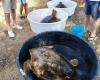 Fifteen Molfetta – Big party in Prima Cala in Molfetta for the release of three turtles