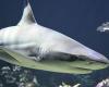Close encounter with the shark in Marinella. Flee flee among the swimmers | Today Treviso | News