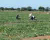 Puglia, work in the fields prohibited during the hottest hours: Region renews the ordinance
