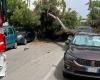 Fear in the streets, large pine crashes onto parked cars – Teramo