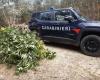 Cultivation of over 500 marijuana plants discovered and destroyed by the police in Crotone