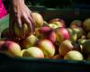 Fruit and vegetable courier | APPLES, DAMAGE TO RUSSIAN AND BELARUS PRODUCTION. RECORD PRICES EXPECTED