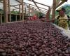 How Are Chocolate Producers Reacting to the Sharp Rise in Cocoa Prices?