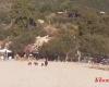 A family of wild boars on the beach in Parghelia among those playing football and sunbathing