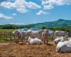 Tuscany, 3 million euros arriving for animal welfare – Economy and politics
