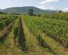 Visits to vineyards resistant to powdery mildew and downy mildew in Basilicata