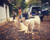 Are we getting the approach to stray animals wrong? The Stray Dogs experience in Abruzzo