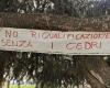 Cuneo, the trees in Piazza Europa at the center of the next Council: demonstration on Friday