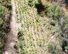Maxi drug plantation discovered in Calabria. That’s where